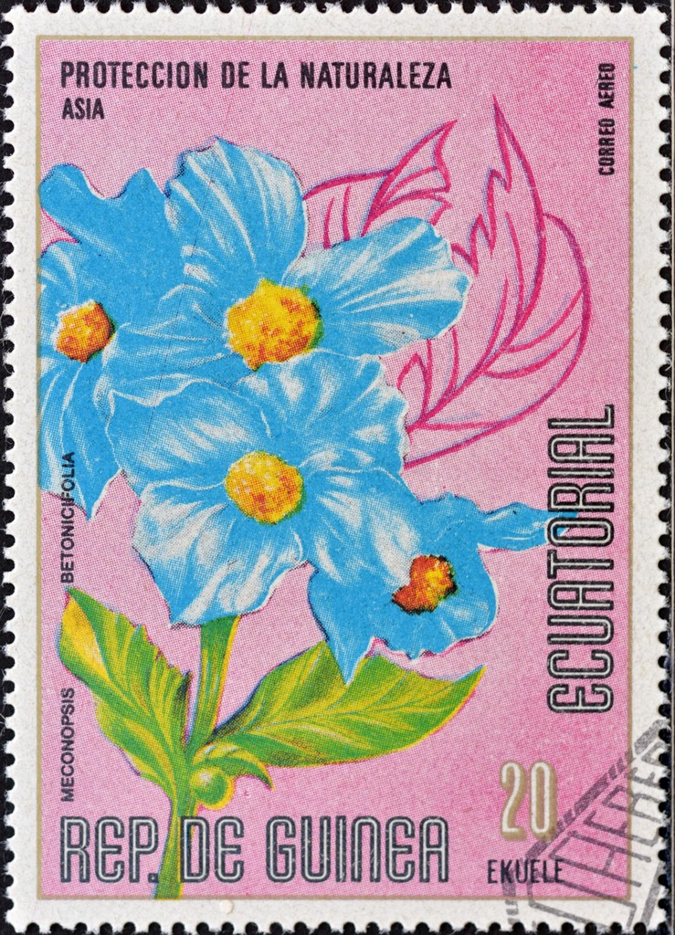 Guinea Ecuatorial, punto neurálgico de la literatura africana en español&nbsp;